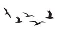 Vector black flock of seagulls flying silhouette Royalty Free Stock Photo