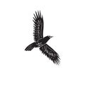 Vector black hand drawn doodle sketch flying raven