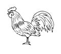 Vector black hand drawn rooster