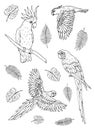 Vector Black ink hand drawn doodle sketch set collection of different parrots birds on white background