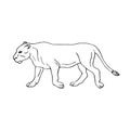 Vector black line hand drawn sketch lioness Royalty Free Stock Photo