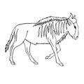 Vector black line hand drawn sketch wildebeest Royalty Free Stock Photo