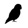 Vector black lovebird parrot silhouette