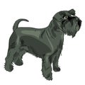 Vector Black Miniature Schnauzer dog