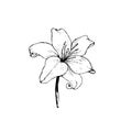 Vector black contour of lily flowers isolated on a white background Royalty Free Stock Photo