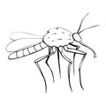 Vector black outline mosquito in doodle sketch style. Side view. Black and white drawing insect. Clipart, design element