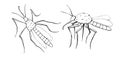 Vector black outline mosquito in doodle sketch style. Top and side view. Black contoured drawing insect