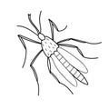 Vector black outline mosquito in doodle sketch style. Top view. Black and white drawing insect