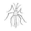 Vector black outline mosquito in doodle sketch style. Top view. Black and white drawing insect. Clipart, design element