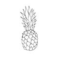 Vector black outline sketch pineapple pine apple Royalty Free Stock Photo