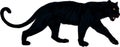 Vector black panther illustration on white Royalty Free Stock Photo