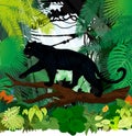 Vector black panther leopard jaguar in jungle rainforest Royalty Free Stock Photo