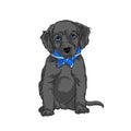 Puppy labrador sitting. Vector black dog