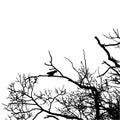 Vector black raven silhouette of a bare tree.