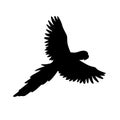 Vector black silhouette of flying parrot macaw
