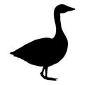 Vector Black Silhouette Goose Illustration Royalty Free Stock Photo