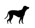 vector black silhouette of a labrador retriever dog isolated on a white background Royalty Free Stock Photo