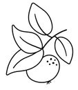 Vector black and white apple twig with leaves. Autumn fruit line icon. Garden harvest style illustration isolated on white Royalty Free Stock Photo