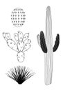 Vector black and white cactus set