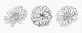 Vector Black and White Hand Drawn Flower Set Isolated. Flower Sketch Line-art Collection. Monochrome Illustration of Royalty Free Stock Photo