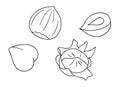 Vector black and white hazelnut icon. Set of isolated monochrome nuts. Food line drawing illustration