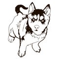 Illustration of dog breed breed Husky