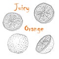 Vector black and white illustration with oranges. Slice, half, whole orange. Set of hand-drawn Doodle-style Elements. Isolated on Royalty Free Stock Photo