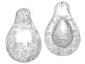 Vector black and white image of a whole and halved avocado