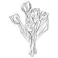 Vector black and white ink sketch tulips Royalty Free Stock Photo