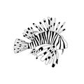 Vector black and white lionfish. Pterois volitans