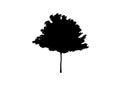 Vector black and white maple silhouette. Vector illustration isolated