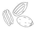 Vector black and white pecan icon. Set of isolated monochrome nuts. Food line drawing illustration in cartoon or doodle style