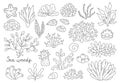 Vector black and white seaweeds set. Sea or ocean plants line collection. Contour corals, actinia, luminaria, star, phyllophora,