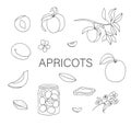 Vector black and white set of cute hand drawn apricots, flowers, jam jar.