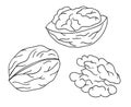 Vector black and white walnut icon. Set of isolated monochrome nuts. Food line drawing illustration in cartoon or doodle style Royalty Free Stock Photo