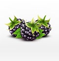 Vector blackberries on white background