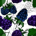 Vector Blackberry healthy food. Black and white engraved ink art. Seamless background pattern.