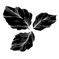 Vector Blackberry leaves. Black and white engraved ink art. Isolated berry illustration element.