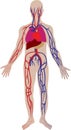 vector blood system of the person