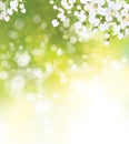 Vector blossoming, floral, spring background.