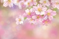 Vector blossoming sakura tree.