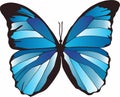 Vector blue butterfly. A beautiful insect with large colored wings. Royalty Free Stock Photo