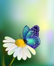 Vector blue butterfly on the daisy-flower Royalty Free Stock Photo