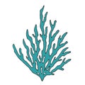 Vector Blue Coral illustration. Cartoon seaweed icon.