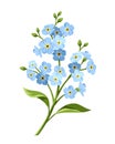 Blue forget-me-not flowers. Vector illustration. Royalty Free Stock Photo