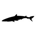 Vector of Blue Shark. Prionace Glauca Illustration