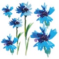 Vector Blue Watercolor Cornflowers