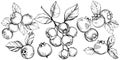 Vector Blueberry black and white engraved ink art. Berries and leaves. Isolated blueberry illustration element.