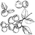 Vector Blueberry black and white engraved ink art. Berries and leaves. Isolated blueberry illustration element.