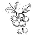 Vector Blueberry black and white engraved ink art. Berries and leaves. Isolated blueberry illustration element.